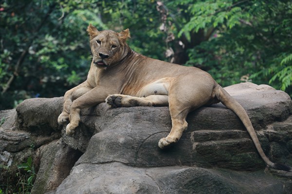 Балийский зоопарк